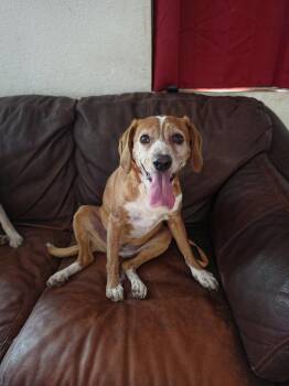 Sophie -  Beagle Dog for Adoption in Las Vegas, Nevada - Sophie | PetCurious