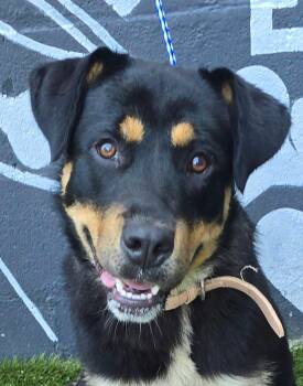 Sassafras - FOSTER NEEDED -  Rottweiler Dog for Adoption in New York, New York - Sassafras - FOSTER NEEDED | PetCurious