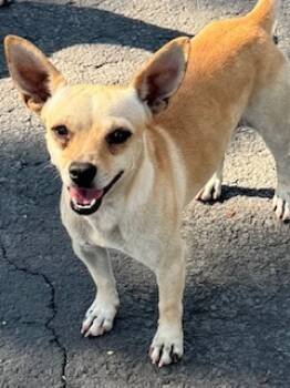 Rescue Chihuahua Dogs for Adoption in San Antonio, Texas - A781015 | PetCurious