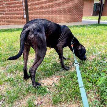Black Labrador Retriever and Mixed Breed Dogs Available for Adoption in Lyndhurst, Virginia - Dixie | PetCurious
