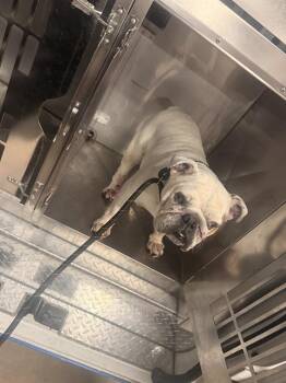 American Bulldog Dogs Available for Adoption - RITA | PetCurious