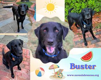 Buster -  Labrador Retriever and Black Labrador Retriever Dog for Adoption in Middletown, Rhode Island - Buster | PetCurious