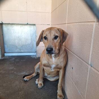 Rescue Hound Dogs for Adoption in Gautier, Mississippi - Baby | PetCurious