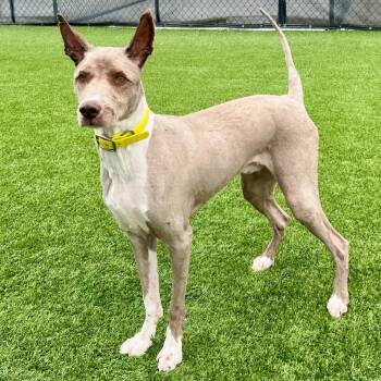 Rescue Sheep Dog and Mixed Breed Dogs for Adoption in Idaho Falls, Idaho - Judge | PetCurious