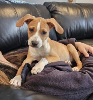 Beagle Dogs Available for Adoption - San San | PetCurious