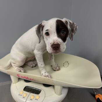 Apple Cobbler -  Brittany Spaniel and Pit Bull Terrier Dog for Adoption in Crystal Lake, Illinois - Apple Cobbler | PetCurious