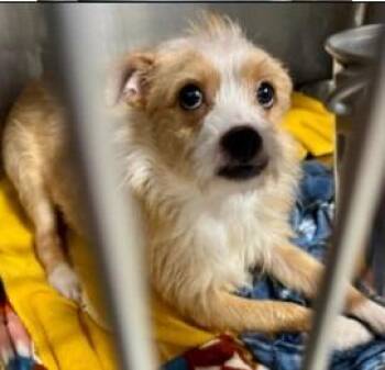 Terrier Dogs Available for Adoption - Mark | PetCurious