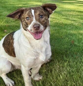 Terrier and Beagle Dogs Available for Adoption - Paloma | PetCurious