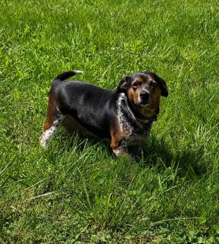 Chihuahua and Beagle Dogs Available for Adoption in Nashville, Tennessee - Bessie | PetCurious