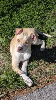 Labrador Retriever Dogs Available for Adoption - Lovell | PetCurious