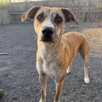 Bell -  Hound Dog for Adoption in Quakertown, Pennsylvania - Bell | PetCurious