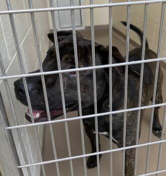 Rescue Australian Shepherd and Pit Bull Terrier Dogs for Adoption in Christiansburg, Virginia - Copper | PetCurious