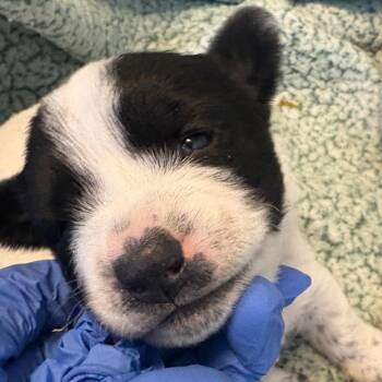 Rachel -  Cardigan Welsh Corgi and Mixed Breed Dog for Adoption in Flagstaff, Arizona - Rachel | PetCurious