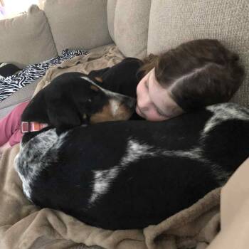 Rescue Bluetick Coonhound Dogs for Adoption in Parrish, Alabama - Joplin | PetCurious