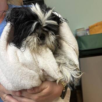 Shih Tzu Dogs Available for Adoption in Idaho Falls, Idaho - Sammy | PetCurious