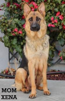German Shepherd Dog and Belgian Shepherd Malinois Dogs Available for Adoption - Kiva | PetCurious