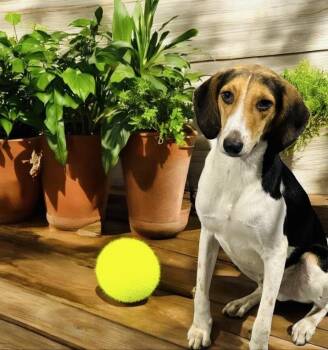 Rescue Treeing Walker Coonhound Dogs for Adoption in Eloise, Florida - Barney | PetCurious