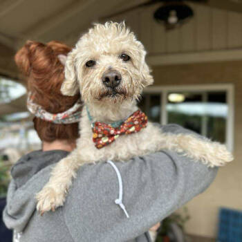 Rescue Poodle Dogs for Adoption in Ramona, California - Stamey | PetCurious