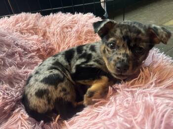 Rescue Australian Cattle Dog Blue Heeler Dogs for Adoption in Clinton, Washington - Hazel | PetCurious