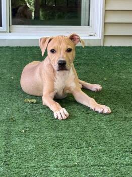 Knox (26-105 D) -  Mixed Breed Dog for Adoption in Lansing, Michigan - Knox (26-105 D) | PetCurious