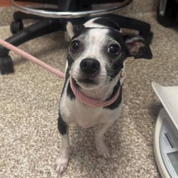 MOOCHIE -  Chihuahua Dog for Adoption in Pueblo, Colorado - MOOCHIE | PetCurious