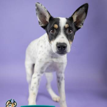 Astrid -  Australian Cattle Dog Blue Heeler Dog for Adoption in Portland, Oregon - Astrid | PetCurious