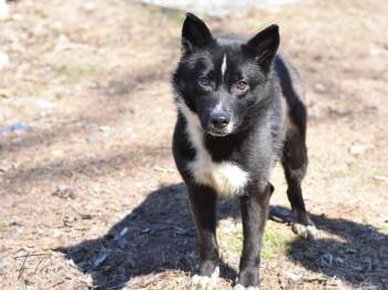Border Collie Dogs Available for Adoption in Brewster, New York - Flower | PetCurious