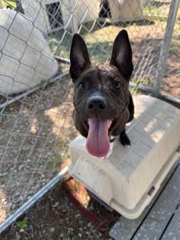 Rue -  Mixed Breed and Terrier Dog Available for Adoption in Lagrange, Indiana - Rue | PetCurious