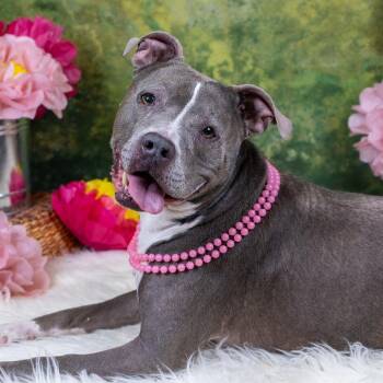 Pit Bull Terrier and American Bulldog Dogs Available for Adoption - Grayce D10467 | PetCurious