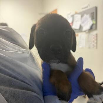 Mixed Breed Dogs Available for Adoption in Charleston, West Virginia - Buck | PetCurious
