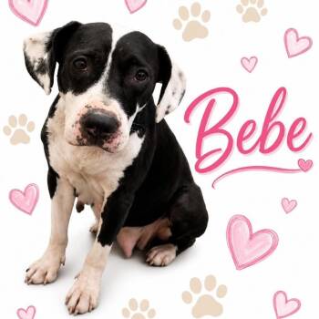 Bebe -  Mixed Breed Dog for Adoption in Memphis, Tennessee - Bebe | PetCurious