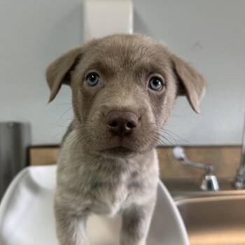 Miller -  Australian Shepherd Dog for Adoption in Flagstaff, Arizona - Miller | PetCurious