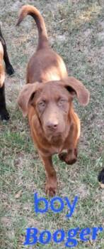 Rescue Labrador Retriever Dogs for Adoption in Manchester, Connecticut - Roger | PetCurious