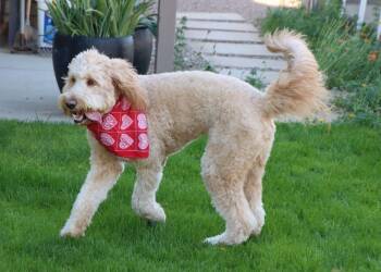 Golden Retriever and Standard Poodle Dogs Available for Adoption - Molly | PetCurious