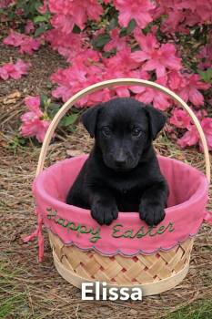 Labrador Retriever Dogs Available for Adoption - Elissa | PetCurious