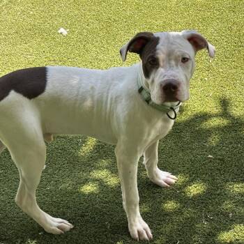 Clock It -  Mixed Breed Dog for Adoption in Davenport, Iowa - Clock It | PetCurious