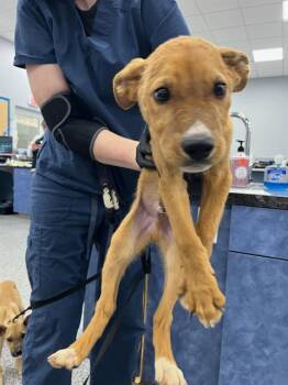 Mixed Breed Dogs Available for Adoption in Palmetto, Florida - A135512 | PetCurious