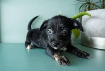 Chihuahua and Parson Russell Terrier Dogs Available for Adoption in San Antonio, Texas - Runway | PetCurious