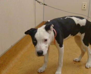 BESSIE -  Pit Bull Terrier Dog for Adoption in Sacramento, California - BESSIE | PetCurious