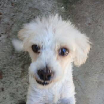 Benji (20261012-03) -  Maltese Dog for Adoption in Niagara Falls, Ontario - Benji (20261012-03) | PetCurious