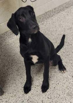 Glory -  Labrador Retriever and Mixed Breed Dog for Adoption in Kansas City, Missouri - Glory | PetCurious