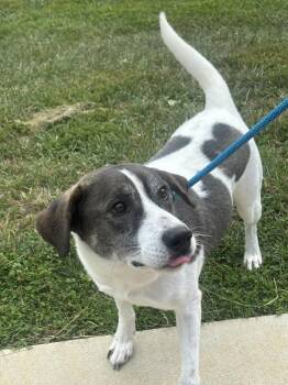 Bruno -  Hound and Black Labrador Retriever Dog for Adoption in La Grange, Kentucky - Bruno | PetCurious