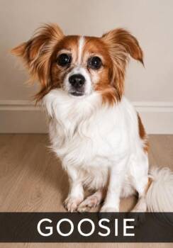 Goosie -  Papillon and Pomeranian Dog for Adoption in West Memphis, Arkansas - Goosie | PetCurious