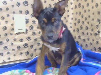 LARA CROFT -  Pit Bull Terrier and Rottweiler Dog for Adoption in Sacramento, California - LARA CROFT | PetCurious