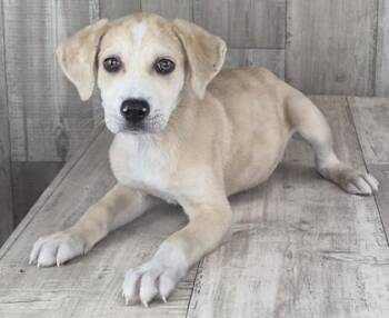 Chopper -  Catahoula Leopard Dog and Mixed Breed Dog for Adoption in Shreveport, Louisiana - Chopper | PetCurious