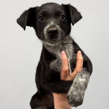 Marshall -  Border Collie and Australian Shepherd Dog for Adoption in Idaho Falls, Idaho - Marshall | PetCurious