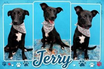 Jerry -  Border Collie and Mixed Breed Dog for Adoption in Seagoville, Texas - Jerry | PetCurious