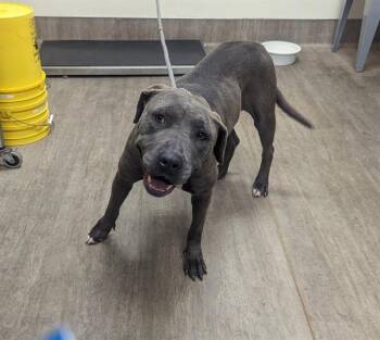 Rescue Pit Bull Terrier Dogs for Adoption in Pasadena, California - BOO | PetCurious