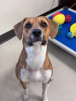Rodney -  Hound Dog for Adoption in Clayton, New Jersey - Rodney | PetCurious