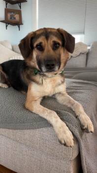 Augie -  German Shepherd Dog and Husky Dog for Adoption in Gloversville, New York - Augie | PetCurious